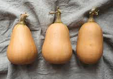 butternut squash