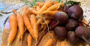 Garden carrots and beets